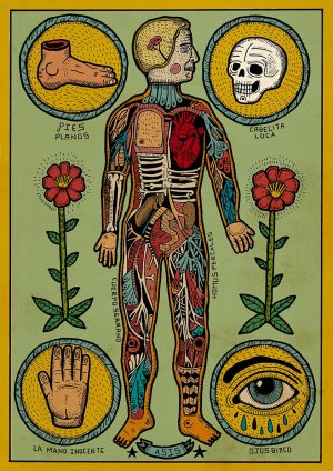 Anatomia de un cuerpo sesi